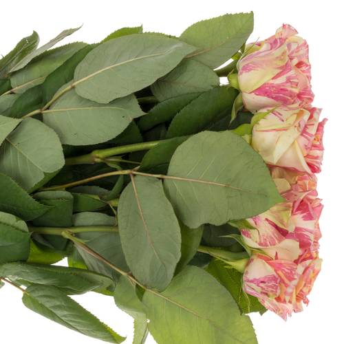 Rose creme/rosa Fiesta 70cm