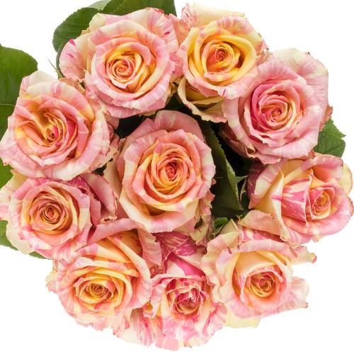 Rose creme/rosa Fiesta 70cm