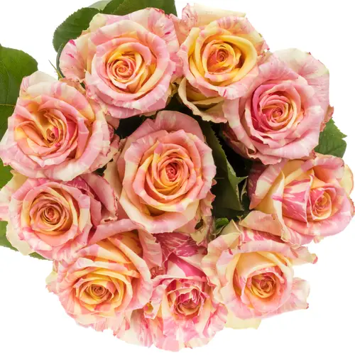 Rose creme/rosa Fiesta 70cm