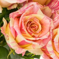 Rose creme/rosa Fiesta 70cm