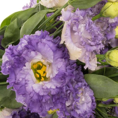 Lisianthus blau F Alissa Bigsun 5+Blüte 70cm