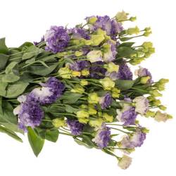 Lisianthus blau F Alissa Bigsun 5+Blüte 70cm