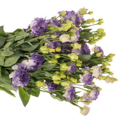 Lisianthus blau F Alissa Bigsun 5+Blüte 70cm