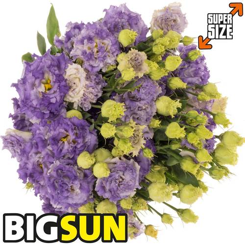 Lisianthus blau F Alissa Bigsun 5+Blüte 70cm