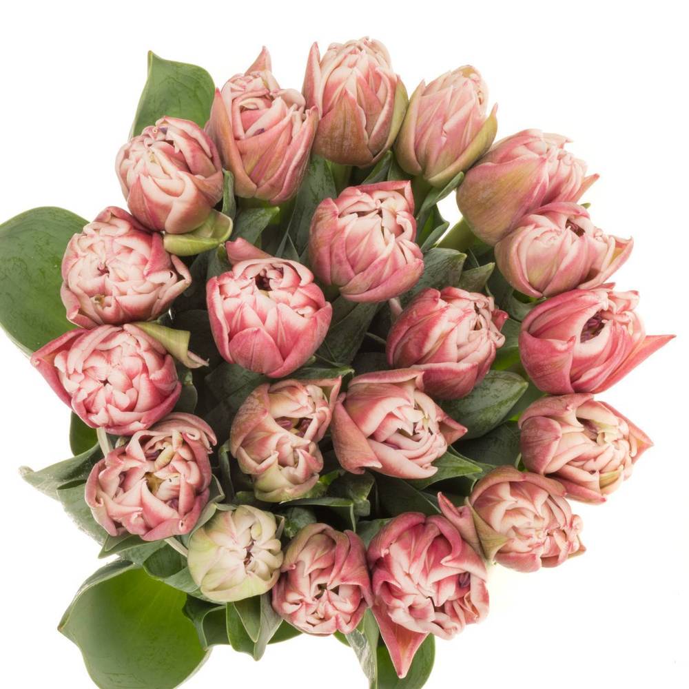 Tulpe rosa/creme dopp Dance Triflor 38 Gramm