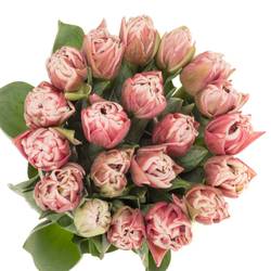 Tulpe rosa/weiss dopp Dance Triflor 38 Gramm