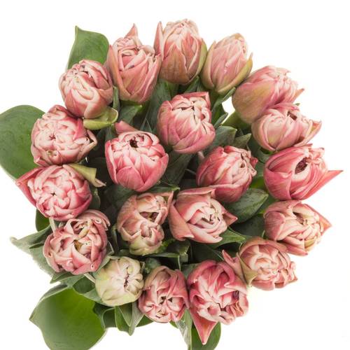 Tulpe rosa/creme dopp Dance Triflor 38 Gramm