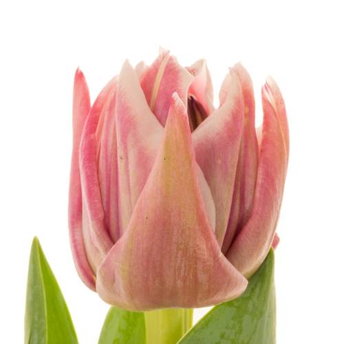 Tulpe rosa/creme dopp Dance Triflor 38 Gramm