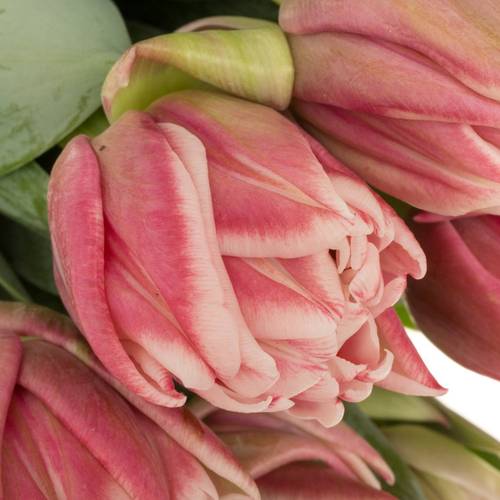 Tulpe rosa/creme dopp Dance Triflor 38 Gramm