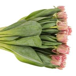 Tulpe rosa/creme dopp Dance Triflor 38 Gramm