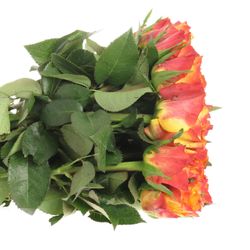 Rose gelb/orange Downtown 30cm