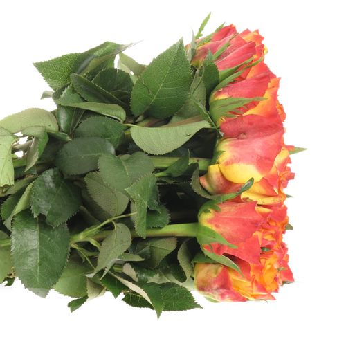 Rose gelb/orange Downtown 30cm