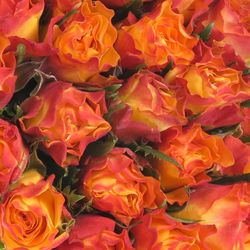 Rose gelb/orange Downtown 30cm