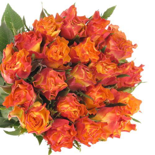 Rose gelb/orange Downtown 30cm