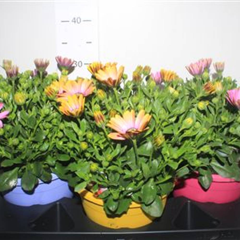 Osteospermum mix Schnäpch. Von Uhr T19 H030