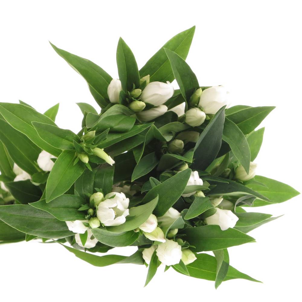 Enzian weiss White Sky50cm