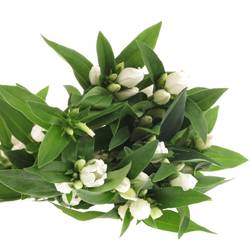 Enzian weiss White Sky50cm
