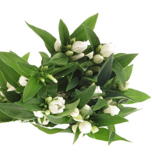 Enzian weiss White Sky50cm