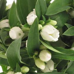 Enzian weiss White Sky50cm
