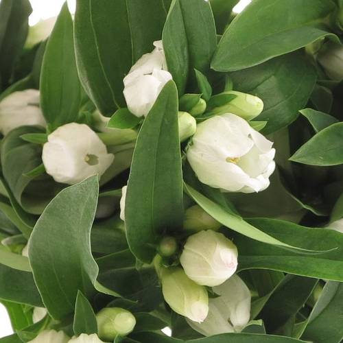 Enzian weiss White Sky50cm