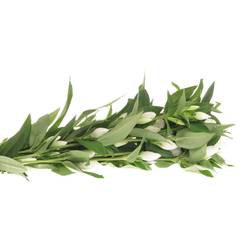 Enzian weiss White Sky50cm