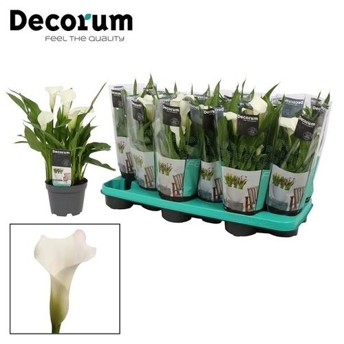 Calla weiss Captain Fresco T10,5 H30