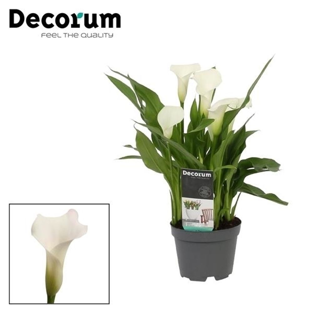 Calla weiss Captain Fresco T10,5 H30