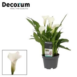 Calla weiss Captain Fresco T10,5 H30