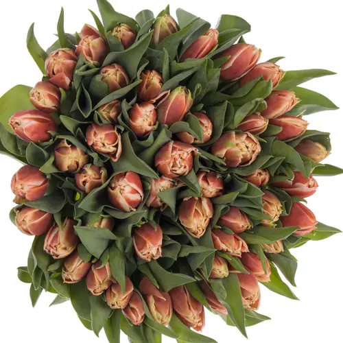 Tulpe creme/rot gefüllt Concorde 32 Gramm