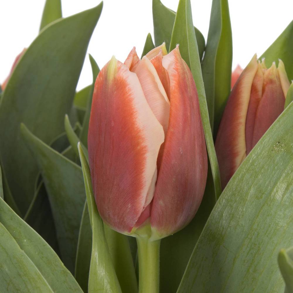 Tulpe creme/rot gefüllt Concorde 32 Gramm