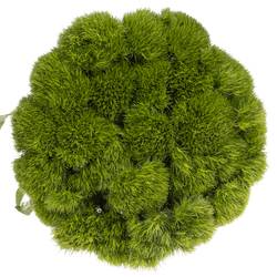 Bartnelke dunkel grün Kiwi Mellow 45cm