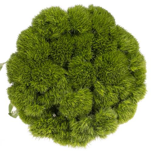 Bartnelke dunkel grün Kiwi Mellow 45cm