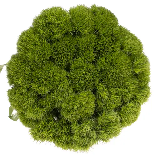 Bartnelke dunkel grün Kiwi Mellow 45cm