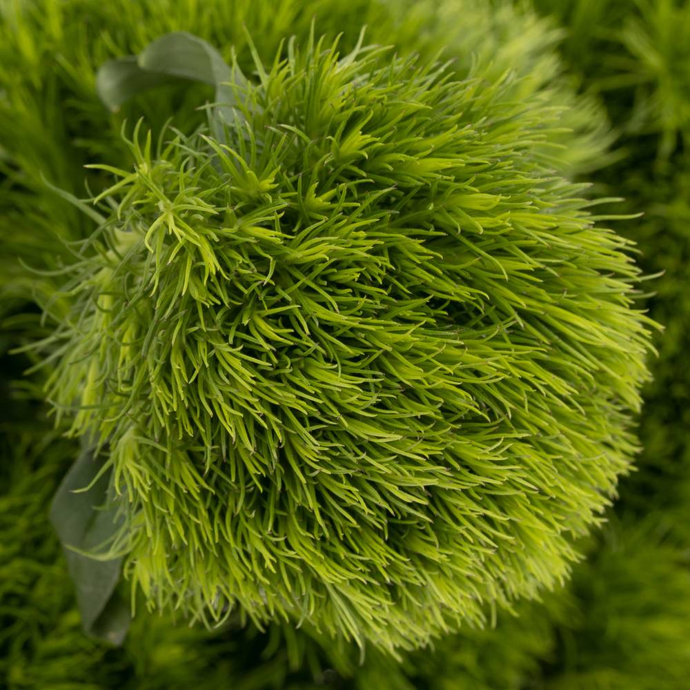 Bartnelke dunkel grün Kiwi Mellow 45cm