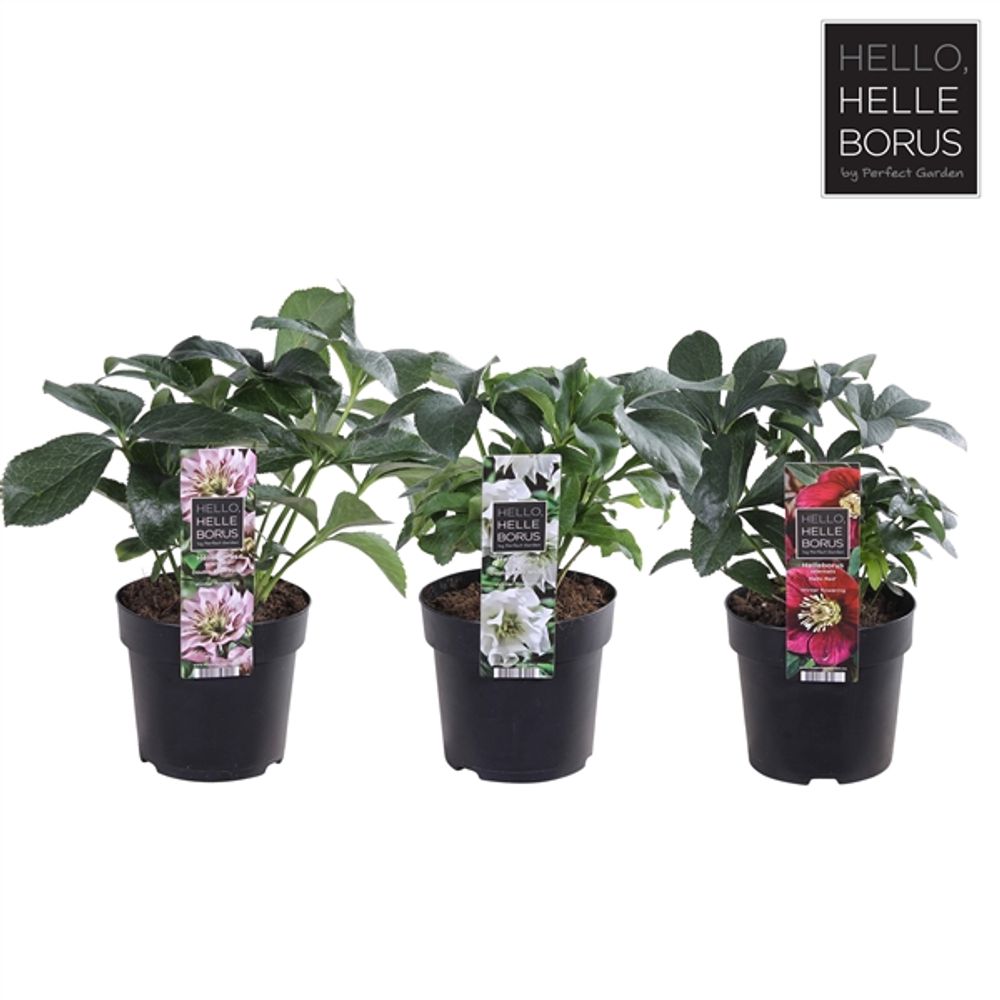Helleb.mix Orientalis T14 H30