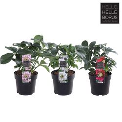 Helleb.mix Orientalis T14 H30