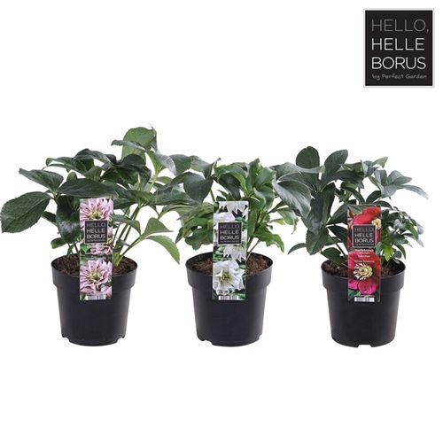 Helleb.mix Orientalis T14 H30