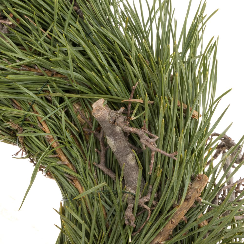 Pinus/Bonsaikranz Halb D35cm