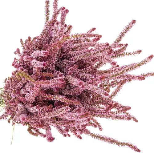 Psylliostachys rosa 50cm