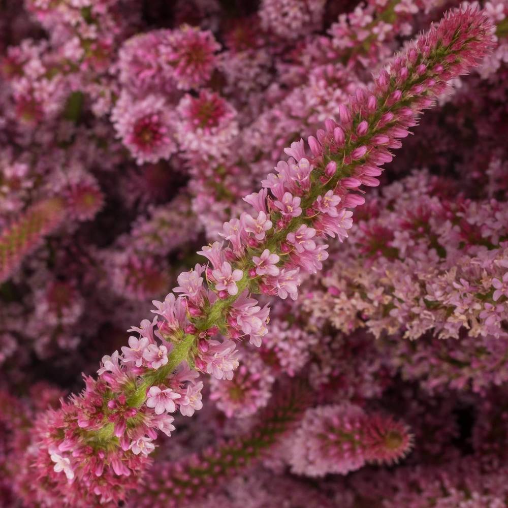 Psylliostachys rosa 50cm