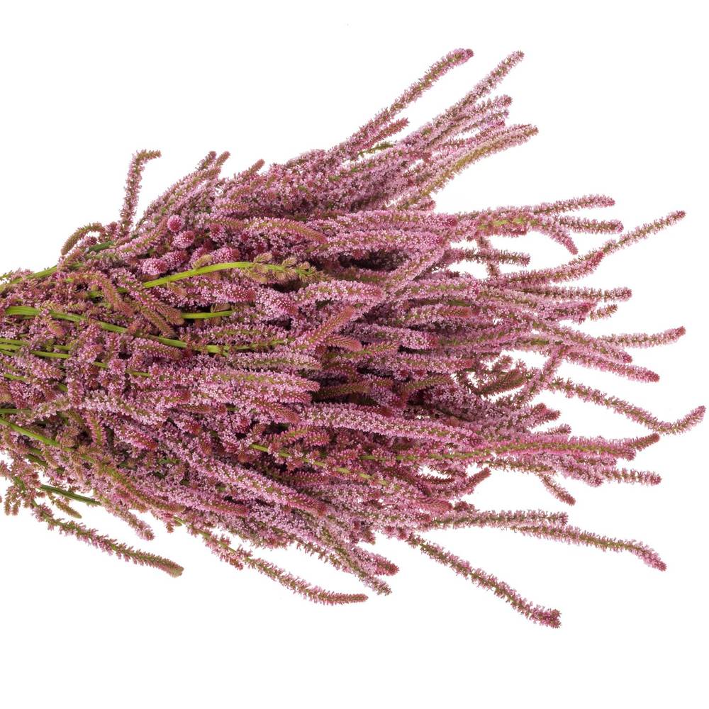 Psylliostachys rosa 50cm
