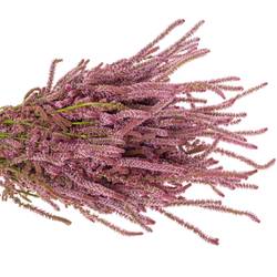 Psylliostachys rosa 50cm