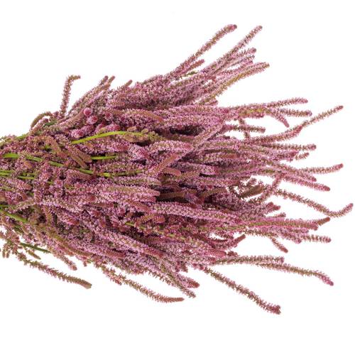 Psylliostachys rosa 50cm