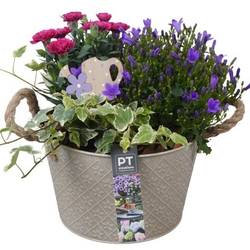 Garten.Arr PTPP6896 T21 H027