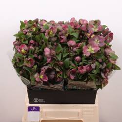 Helleborus hell grün/rosa Classic Grace 45cm
