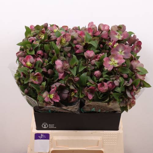 Helleborus hell grün/rosa Classic Grace 45cm