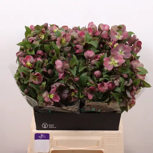 Helleborus hell grün/rosa Classic Grace 45cm
