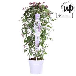 Clematis Fincent T23 H75