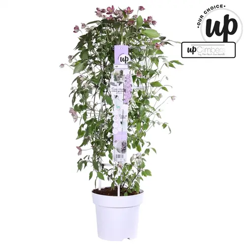 Clematis Fincent T23 H75