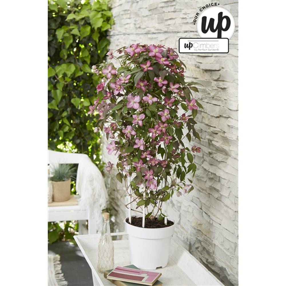 Clematis Fincent T23 H75